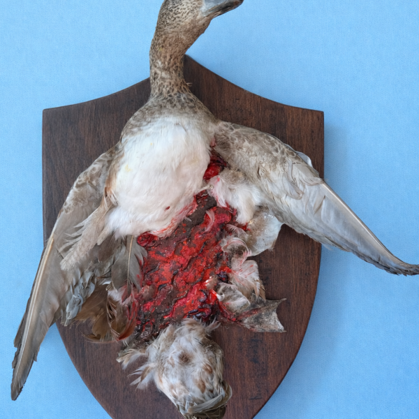 Taxidermy duck roadkill