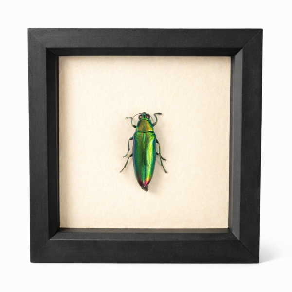 Jewel beetle (Chrysochroa fulminans kaupii)