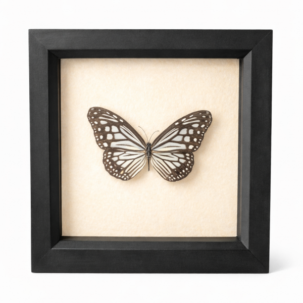 Glassy tiger butterfly - Parantica aglea