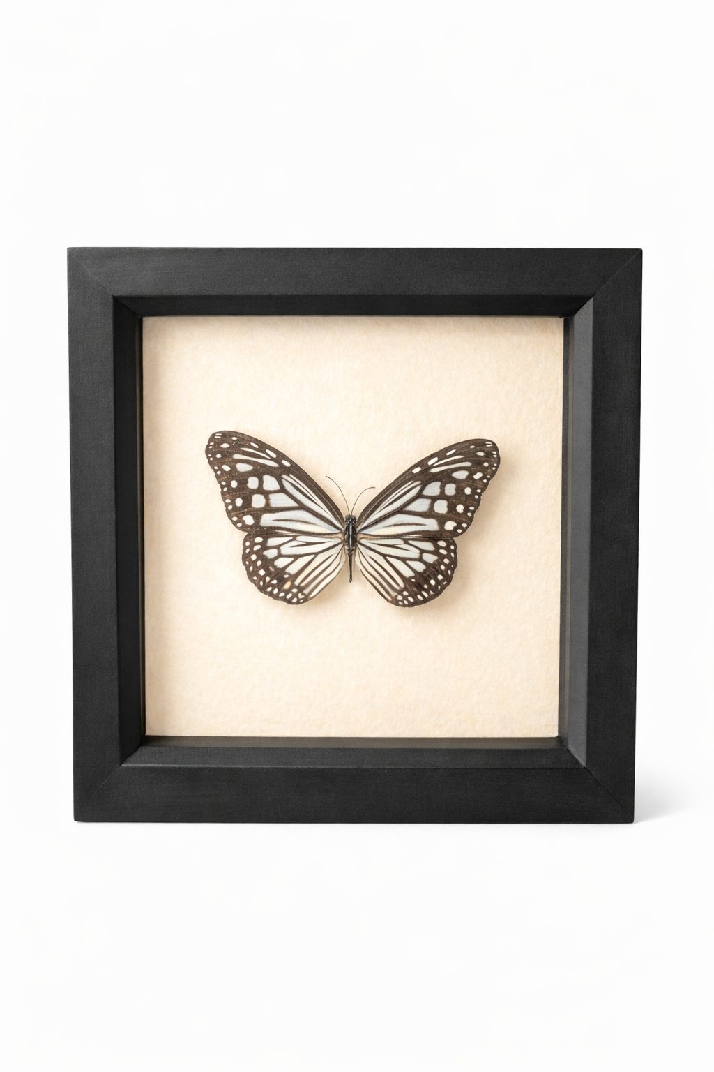 Glassy tiger butterfly - Parantica aglea
