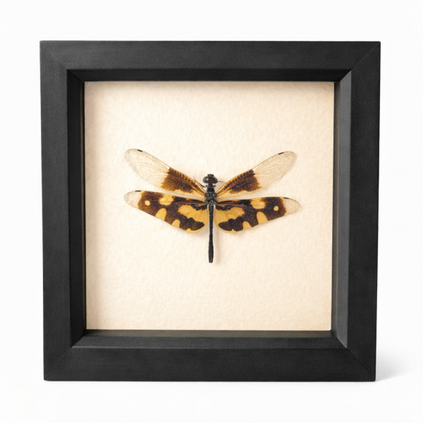 Common picture wing dragonfly (Rhyothemis variegata)