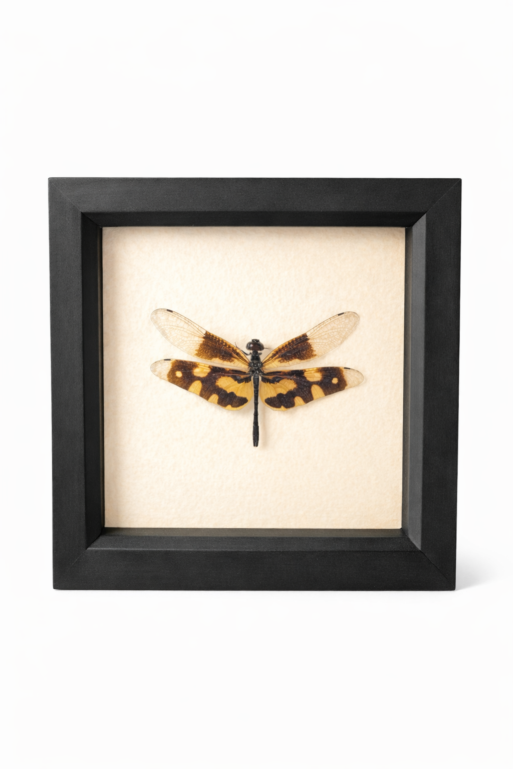 Common picture wing dragonfly (Rhyothemis variegata)