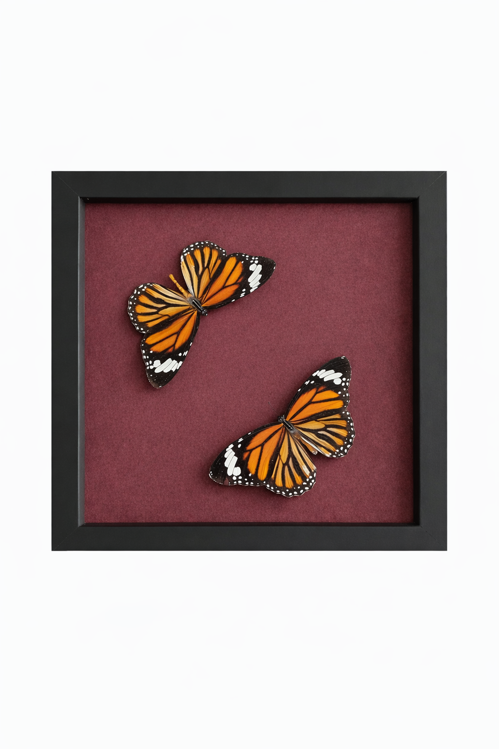 Monarch butterflies - Danaus plexippus SOLD 25.4.26