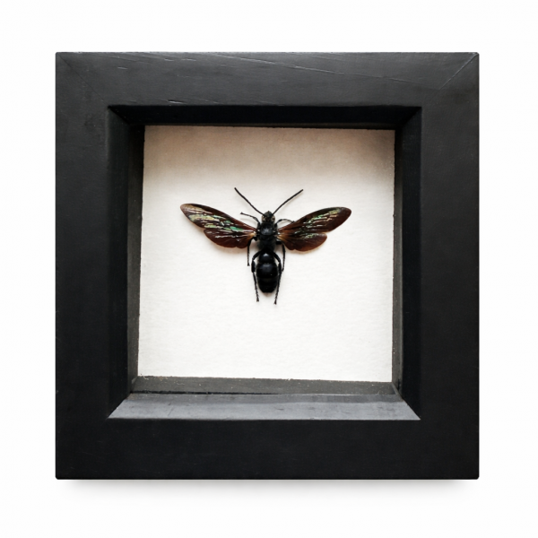 Giant iridescent hornet - Megascolia velutina ducalis