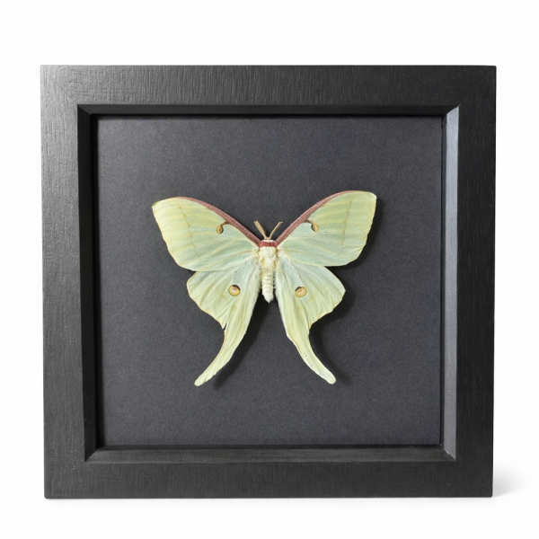 Luna Moth (Actias luna)
