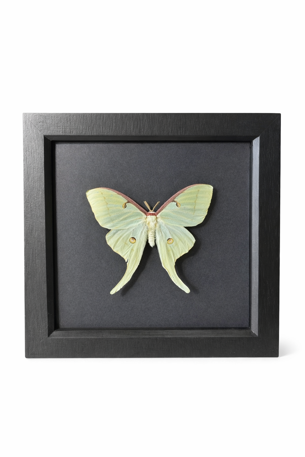 Luna Moth (Actias luna)