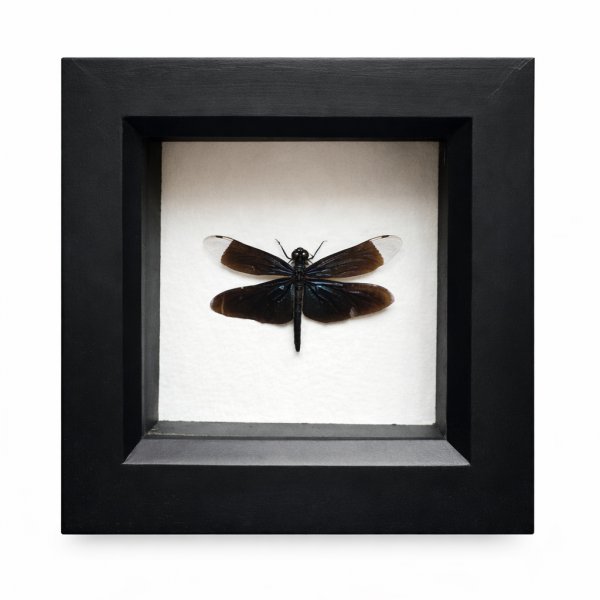Widow Skimmer Dragonfly - Libellula luctuosa