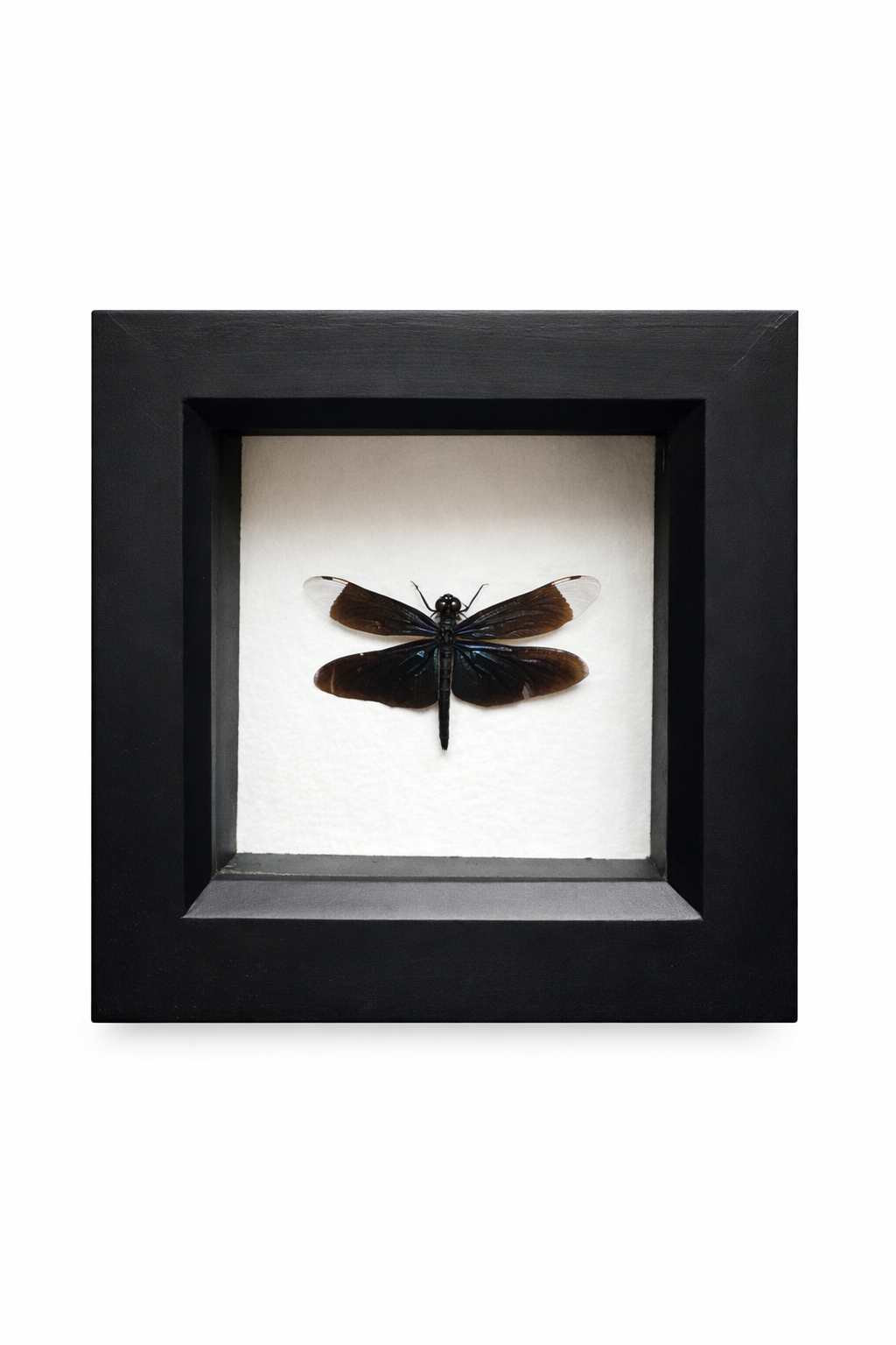 Widow Skimmer Dragonfly - Libellula luctuosa