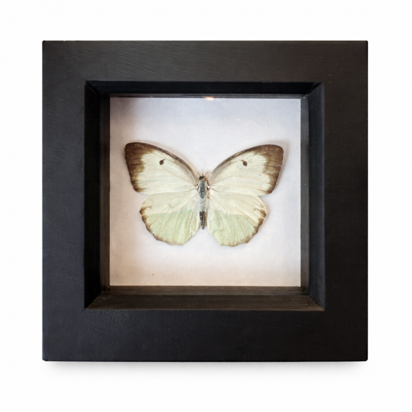 Small white butterfly - Pieris rapae