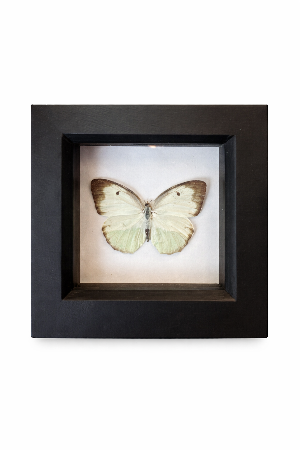 Small white butterfly - Pieris rapae